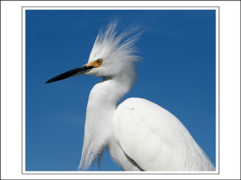 Snowy Egret